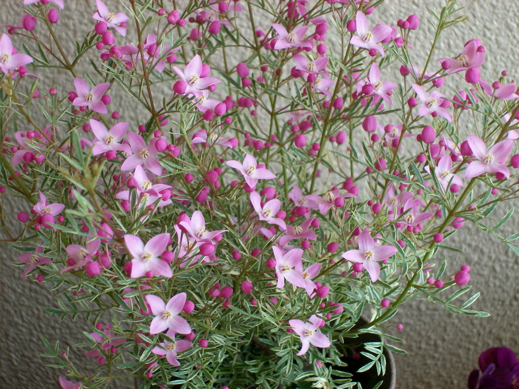 ���첿�Ƥ����֤�ä��ä���