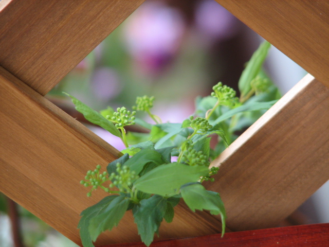 �����ܤ��