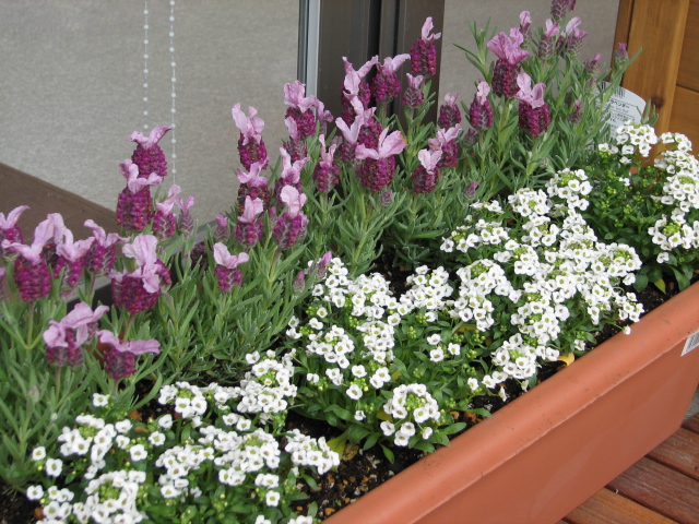 ラベンダー ラベンダー