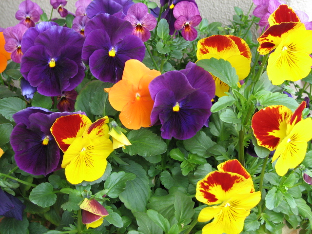 パンジー満開 パンジー満開