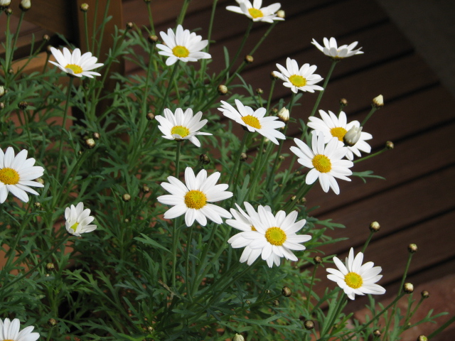 �餤�Ƥ����ޡ�����å�