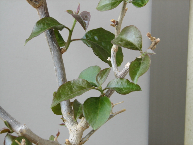 �֡�����ӥꥢ���θ�