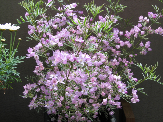 ぼろーにあ ぼろーにあ