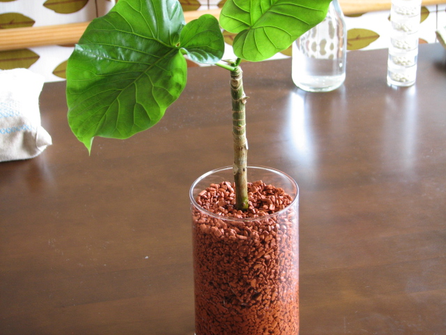 ����ߥ��ǥϥ��ɥ���