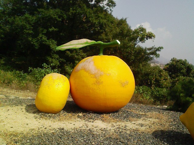 でかいミカン でかいミカン