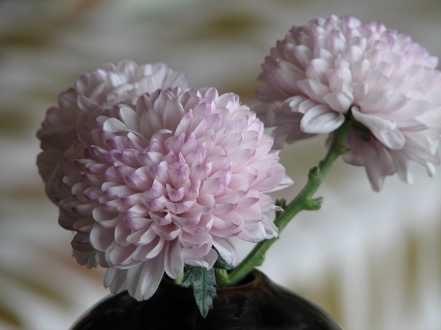 テーブルの上の花 テーブルの上の花