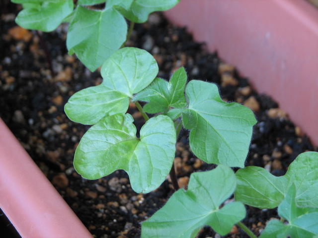 ちょっと遅めの朝顔 ちょっと遅めの朝顔