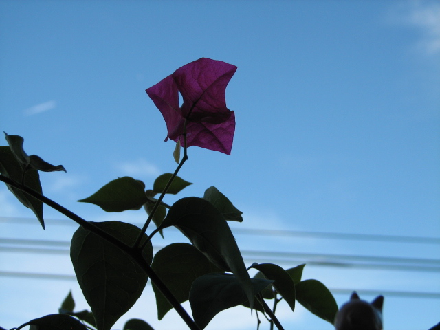 哀愁のブーゲンビリア